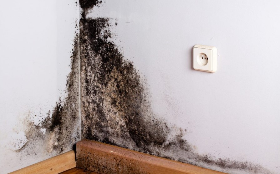 What You Need to Know Before Hiring a Mold Remediation Chicago Service